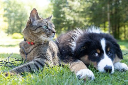 A cat and dog outside on grass.